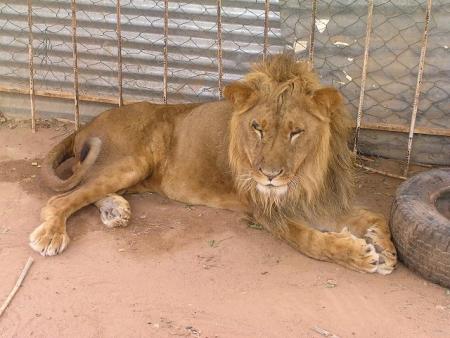 THE LION OF ARBIC PEOPLE